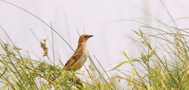 A bristled grassbird perched on a reed at Kalir Char, Kushtia on 28 August 2020.