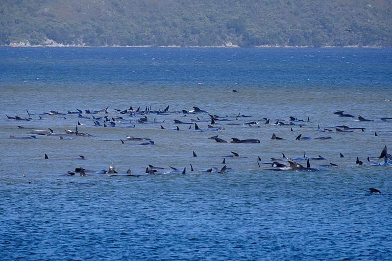 Stranded pilot whales are seen in Macquarie Heads, Tasmania, Australia 21 September 2020, in this picture obtained from social media.