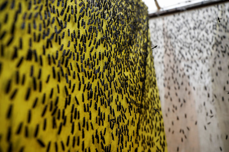 Black soldier flies are seen inside a cage in the InsectiPro farm in Red Hill, Kiambu County, Kenya, 11 September 2020.