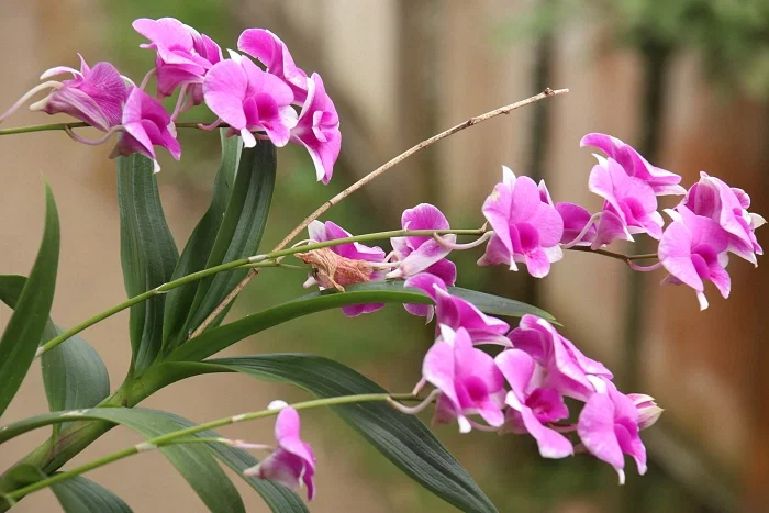 Orchid flowers bloom in Pankhaiyapara, Khagrachhari on 21 October 2020