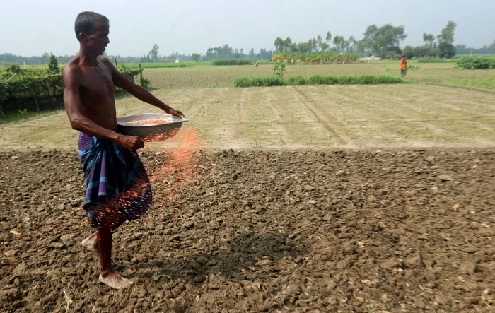 A farmer is using fertilizer for Rabi crops at Jalshuka area in Bagura’s Shahanpur upazila on 12 October, 2020.