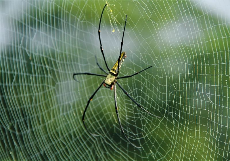 Dew drops on spider’s web announce the coming of winter in the hill tracts. Baghaichhari, Rangamati, 5 October 2020