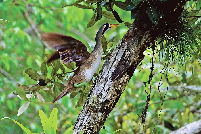 Endangered finfoot on a tree in the  Sundarbans