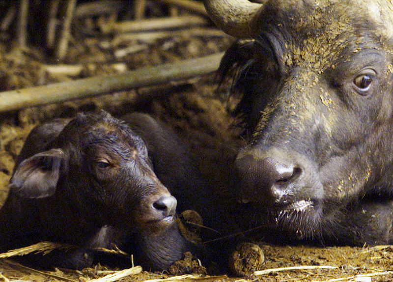 A buffalo rests with her newborn calf born at a zoo in Pretoria, South Africa. Representational photo.