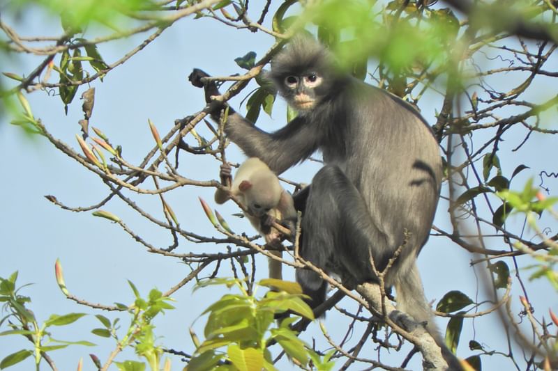 In this undated handout photo released by the German Primate Center (DPZ) on 11 November, the newly discovered primate named Popa langur (Trachypithecus popa) is seen on a tree branch on Mount Popa, Myanmar