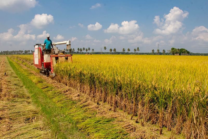 A farmer harvests crops in Pabna