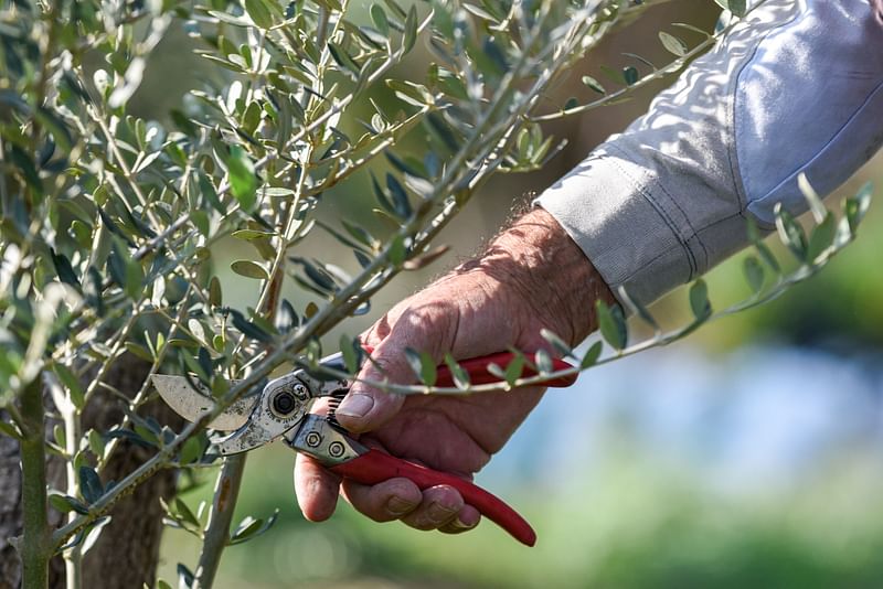 A caretaker at an olive grove prunes the branches of an olive tree, in the village of Akaki in central Cyprus on 12 November