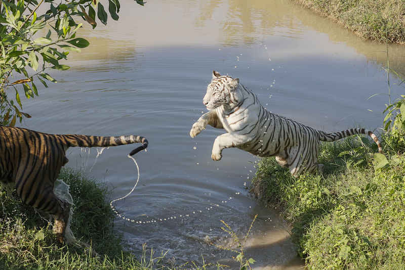 Frolicking at the safari park