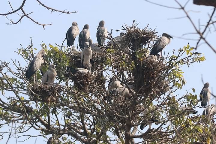 The branches of the trees have been pruned but the birds refuse to budge from the Rajshahi Medical College premises