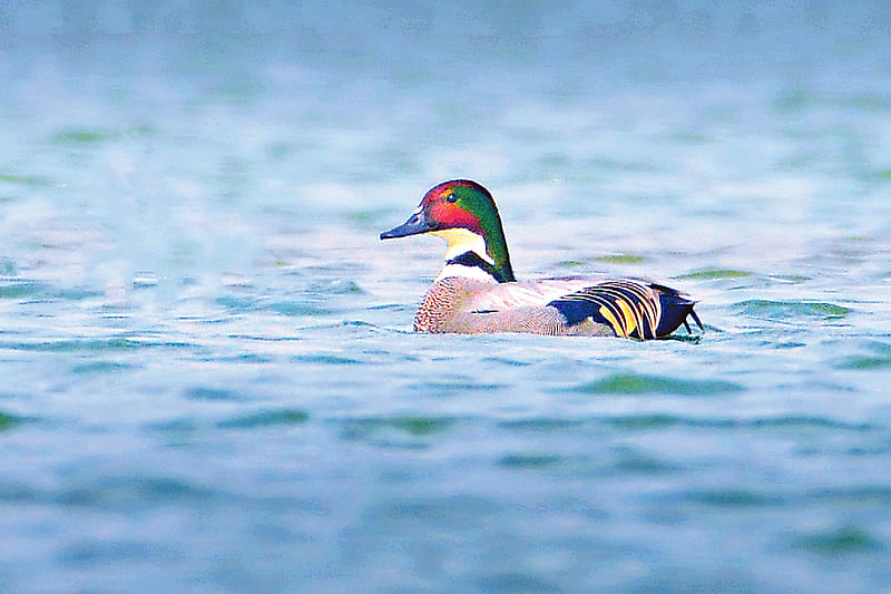 Rare falcated duck makes sudden appearance on 24 December on the Padma in Rajshahi