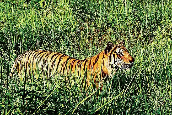 A Royal Bengal Tiger