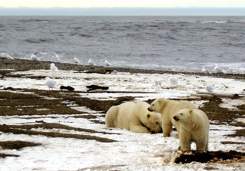 A polar bear sow and two cubs are seen on the Beaufort Sea coast within the 1002 Area of the Arctic National Wildlife Refuge in this undated handout photo provided by the US Fish and Wildlife Service Alaska Image Library on 21 December 2005