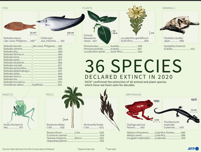 The International Union for Conservation of Nature (IUCN) confirmed the extinction in 2020 of 36 plant and animal species, not seen for decades