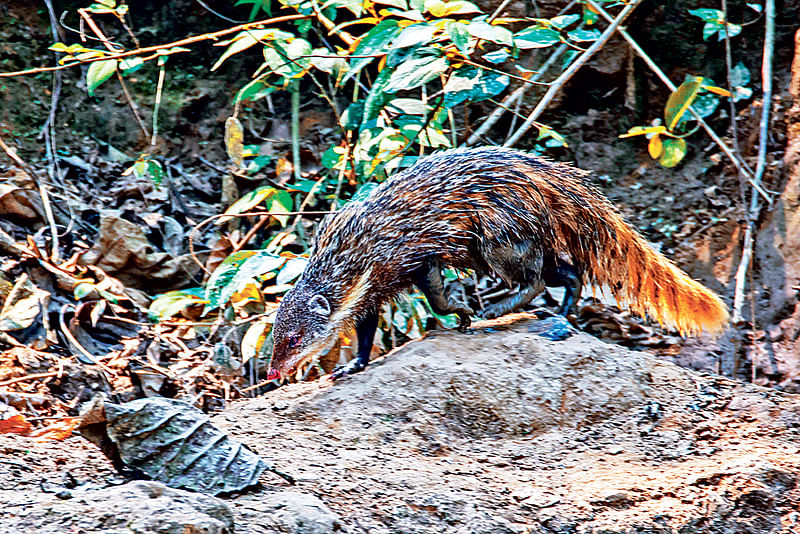 Crab-eating mongoose in Lawachhara National Park