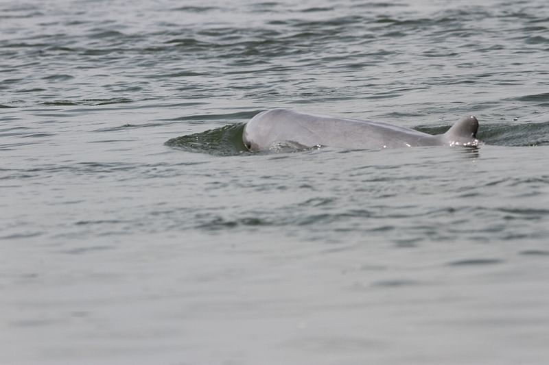 The coastal area of Bangladesh is the largest habitat of globally endangered Irwarrdy  dolphin.