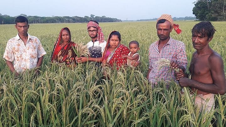 Families of farmers show destroyed rice stalks with no rice grains, just chaff