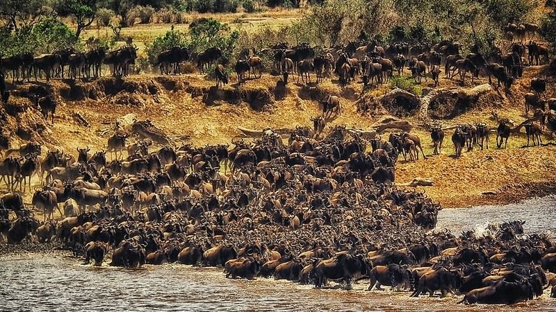 First-ever global initiative to map mammal migrations