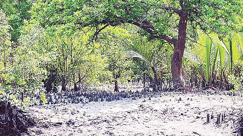 The green mangrove forest of Sundarbans. Sundarbans' Kalibagi area in Khulna