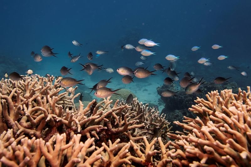 A school of fish swim above a staghorn coral colony as it grows on the Great Barrier Reef off the coast of Cairns, Australia. This photo was taken on 25 October, 2019