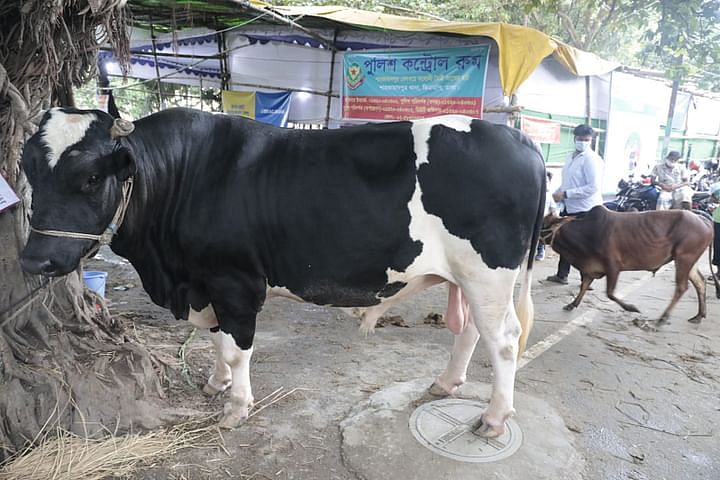 Cattle market in the capital city