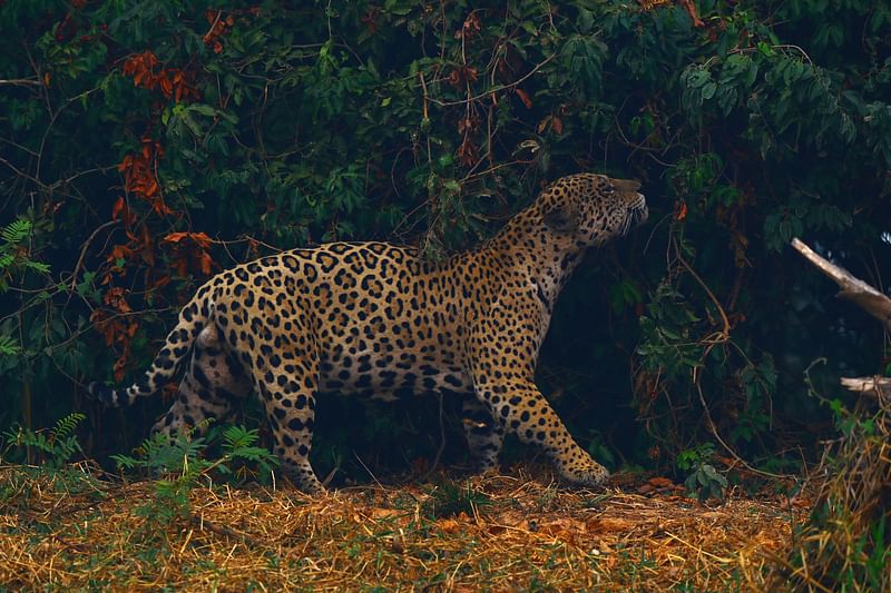 A jaguar rubs itself against vegetation as it walks through smoke from a fire nearby, in Encontro das Aguas State Park in the Pantanal, Brazil. The photo was taken on 3 September, 2020