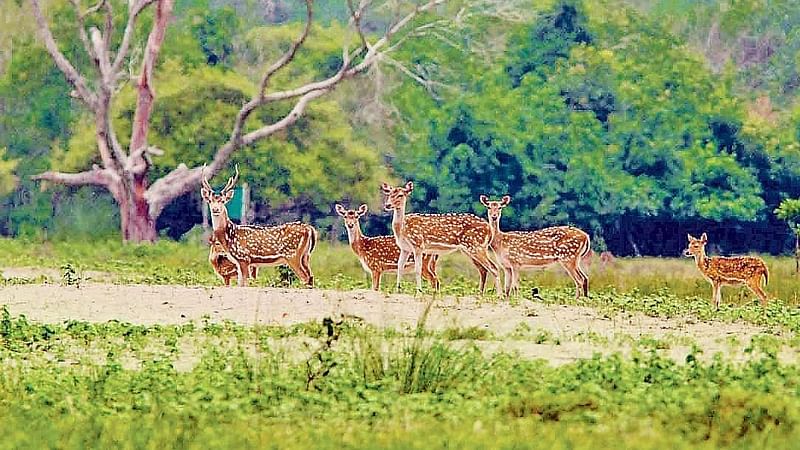 A herd of deer in the Sundarbans.