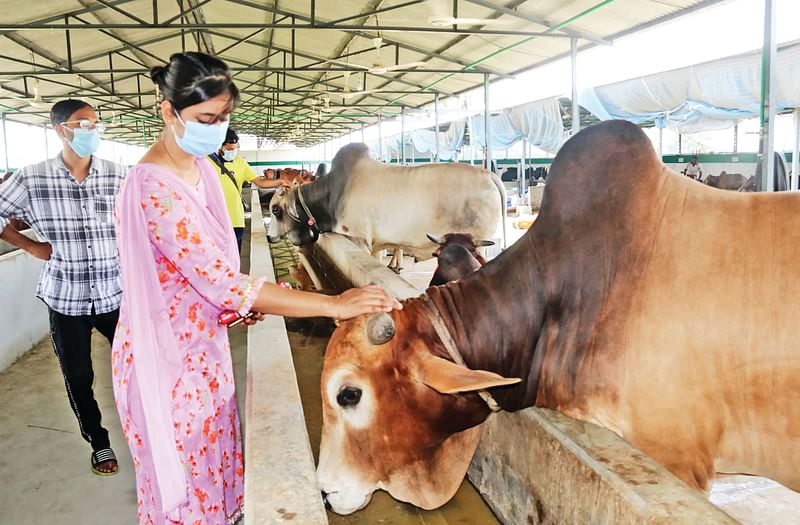 A girl pats the head of a  bull on sale for Eid-ul-Azha at a cattle farm.