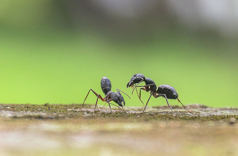 Photo shows a pair of ants interacting each other