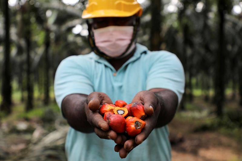 A worker holds palm oil fruits while posing for a picture at an oil palm plantation in Slim River, Malaysia on 12 August 2021.