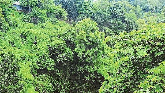 The allocated forest land in Cox's Bazar for the construction of the training academy for government officials