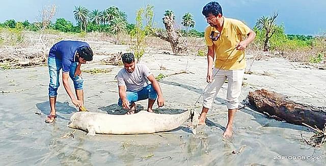 The carcass of a dolphin washed up on the beach at Kuakata. 9 September