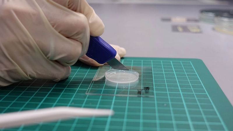 A researcher at the National University of Singapore (NUS) demonstrates the self-healing abilities of an artificial, transparent skin by cutting into it with a retractable knife at a lab in NUS, Singapore, 27 July  2020