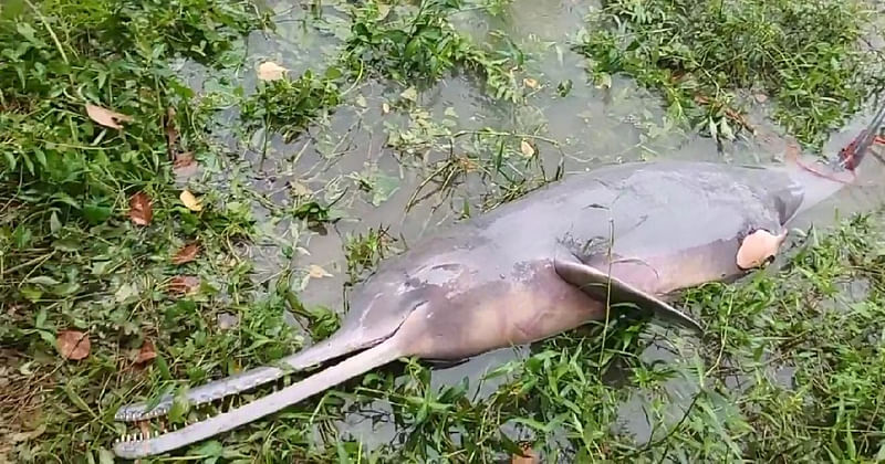 Dead Dolphin in Halda river