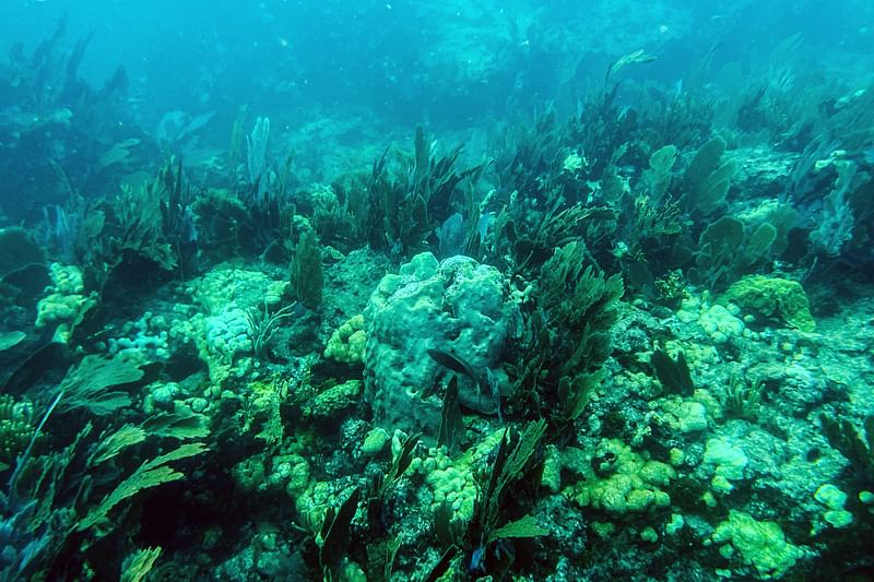 Dead coral sit on the ocean bed in the Straits of Florida near Key Largo, Florida, on 23 September  2021.