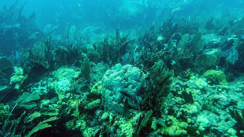 The ocean bed in the Straits of Florida near Key Largo, Florida. The photo was taken, on 23 September  2021