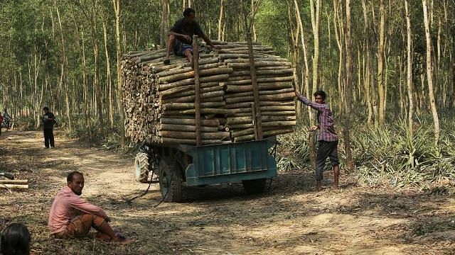 Deforestation at Tangail's Madhupur forest.