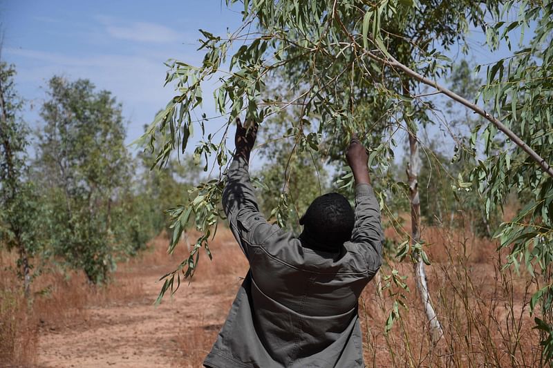 A man walks through the Great Green Wall site in Simiri, about 100km north of Niamey, on 13 November, 2021