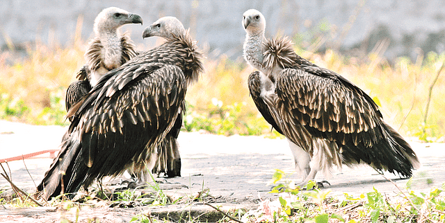 Himalayan griffons at the Vulture Rescue Centre in Singra, Dinajpur