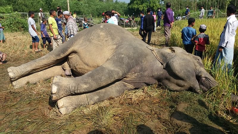 Corpse of an elephant is rescued from a paddy field in Moittatali area of Stakania upazila in Chattogram on 6 November 2021.