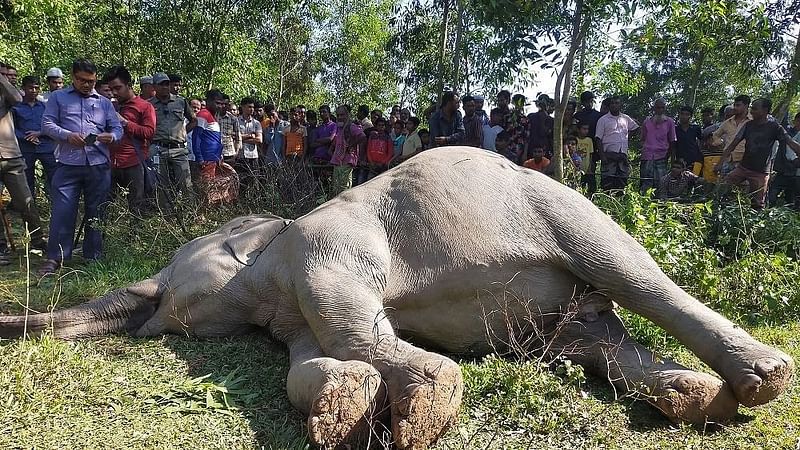 Body of an endangered Asian elephant killed by electrocution on 9 November in Sherpur