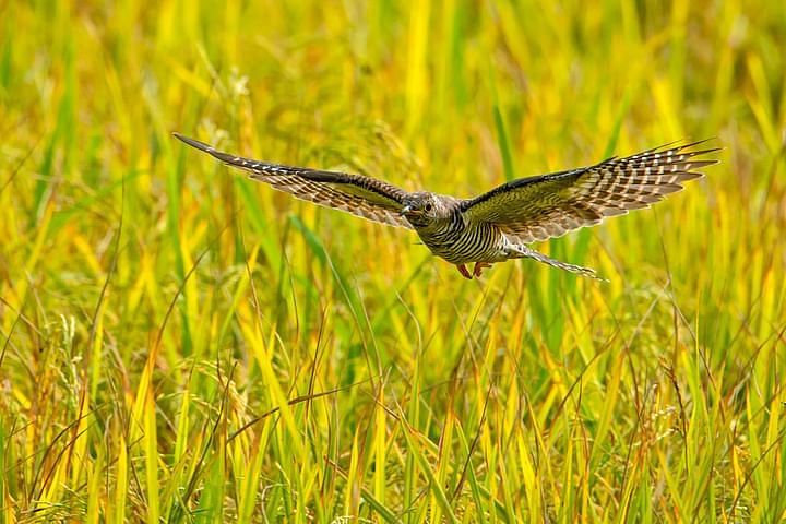 A bird hovers over the ripe paddy. The picture was taken from Maligachha in Pabna on 16 November.