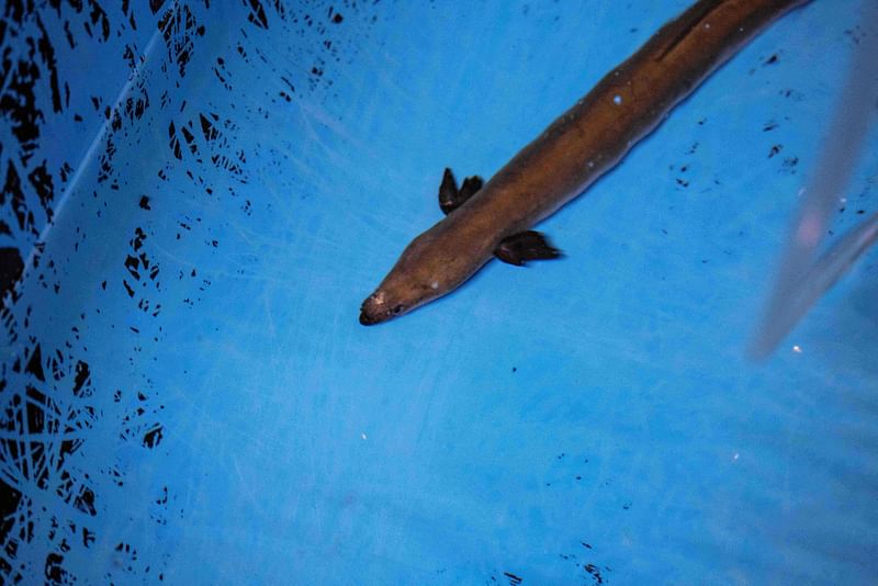 This picture taken on 25 October 2021 shows an eel in a tank at the Japan Fisheries Research and Education Agency in a suburb of Minamiizu, Shizuoka prefecture