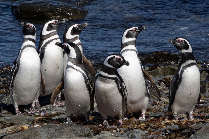 Magellanic penguins are seen at an islet in front of Dawson island, located in the Strait of Magellan that is part of the Tierra del Fuego archipelago in Chile, on 3 December, 2021