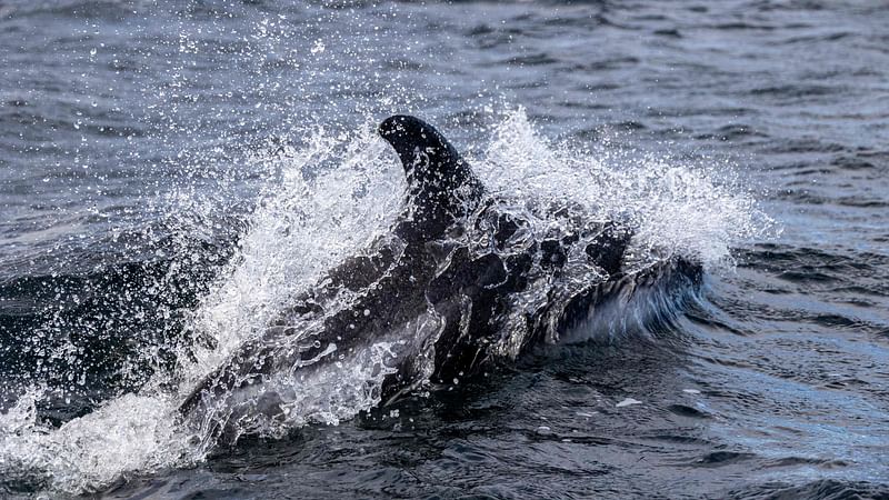 A dolphin is seen close to Dawson island, located in the Strait of Magellan that is part of the Tierra del Fuego archipelago in Chile, on 4 December, 2021.