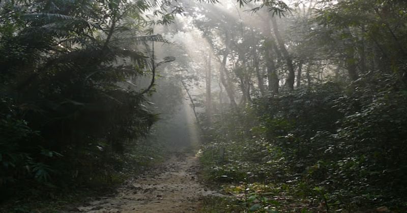 Satchhari forest