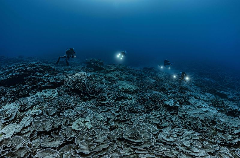 This handout picture taken on 12 December, 2021 by French Photographer Alexis Rosenfeld shows a newly-discovered reef of giant rose-shaped corals at a depth of over 30 meters off Tahiti, in French Polynesia