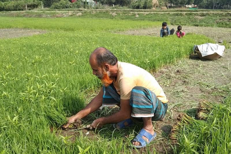 Farmer Abdul Azim collects Boro paddy saplings from his seedbed. The picture was taken from Sarail in Brahmanbaria on 28 January.