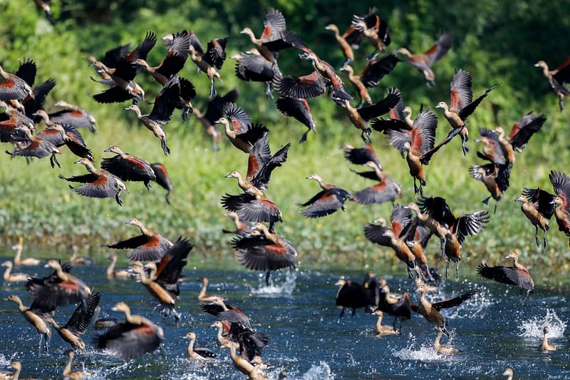 Flocks of migratory birds fly at a lake in Jahangirnagar University on 29 November 2021.