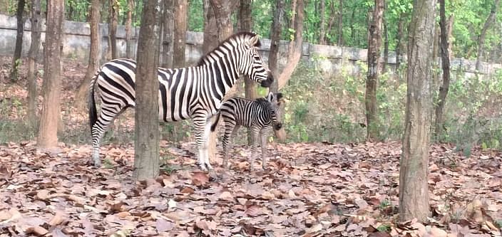 Zebras at the Bangabandhu Sheikh Mujib Safari Park in Sreepur, Gazipur