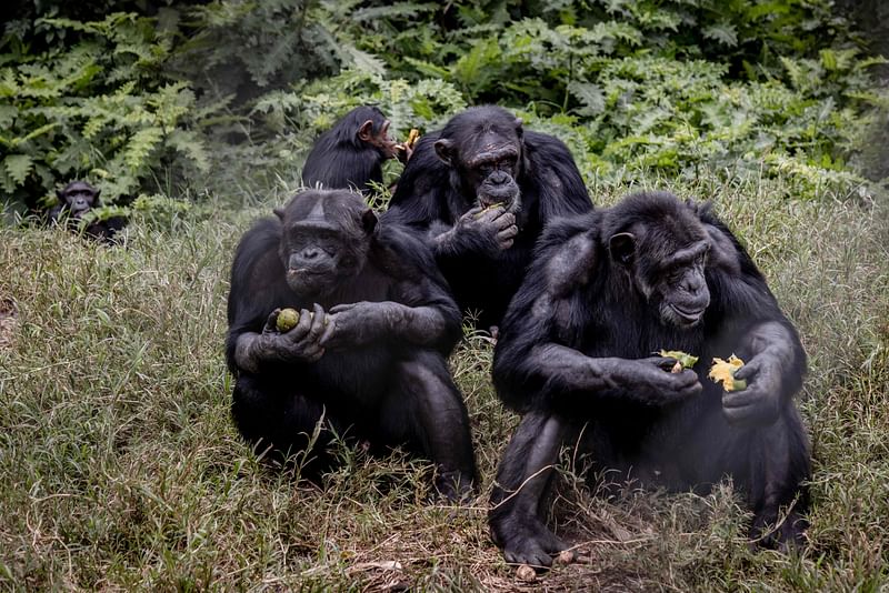 Chimpanzees eat their lunch at the Lwiro Primate Rehabilitation Center, 45 km from the city of Bukavu on 14 February 2022